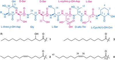 Potashchelins, a Suite of Lipid Siderophores Bearing Both L-threo and L-erythro Beta-Hydroxyaspartic Acids, Acquired From the Potash-Salt-Ore-Derived Extremophile Halomonas sp. MG34